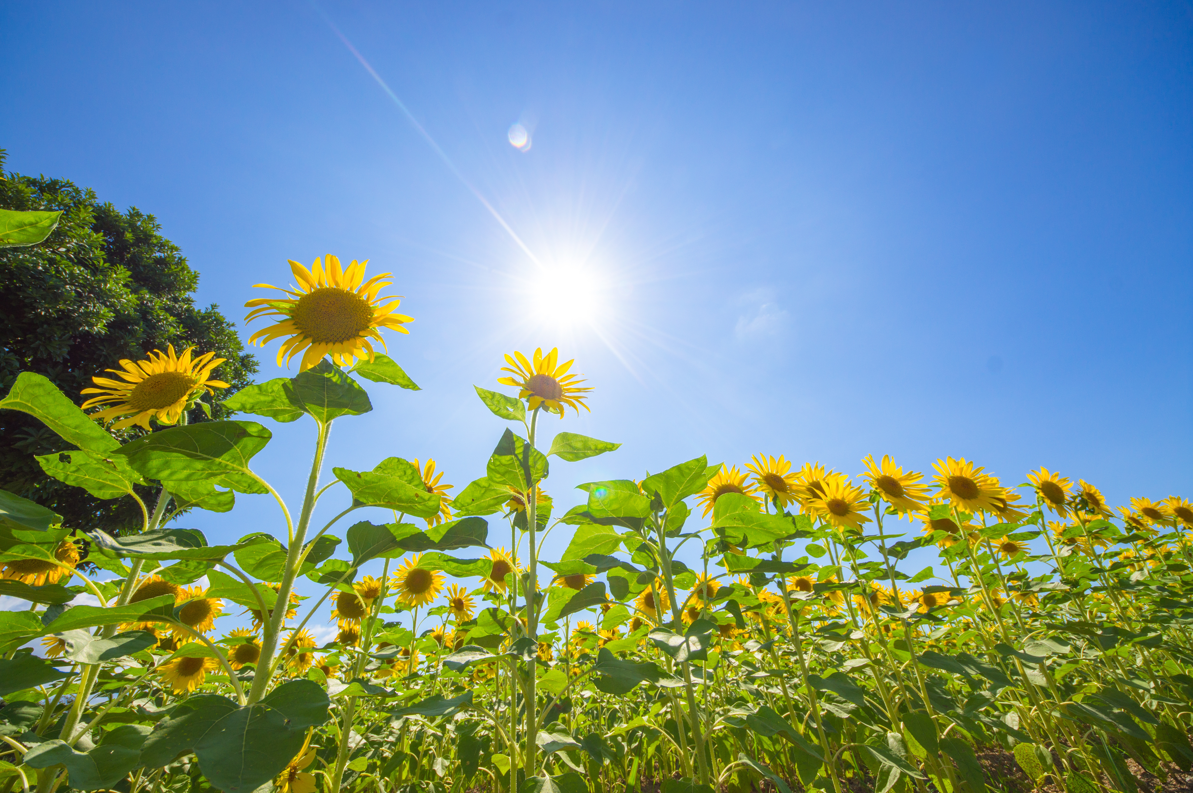 ひまわりと青空